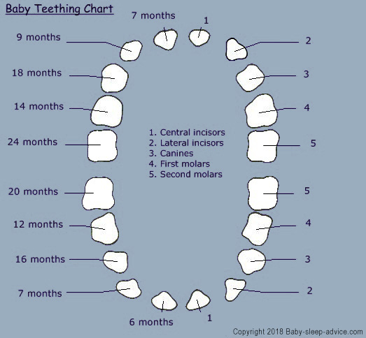 Infant Teething Chart
